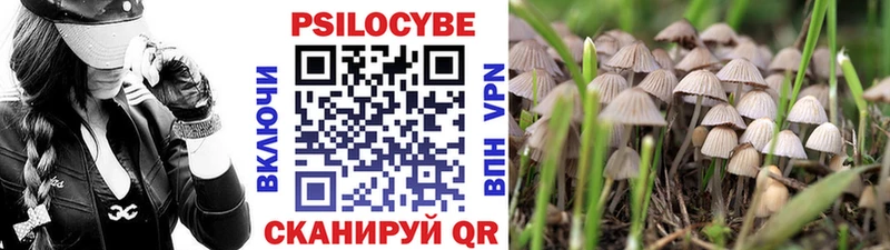 закладки  Невель  кракен зеркало  Галлюциногенные грибы Psilocybine cubensis 